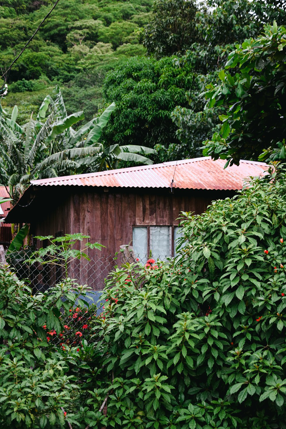 Braunes Holzhaus umgeben von grünen Pflanzen
