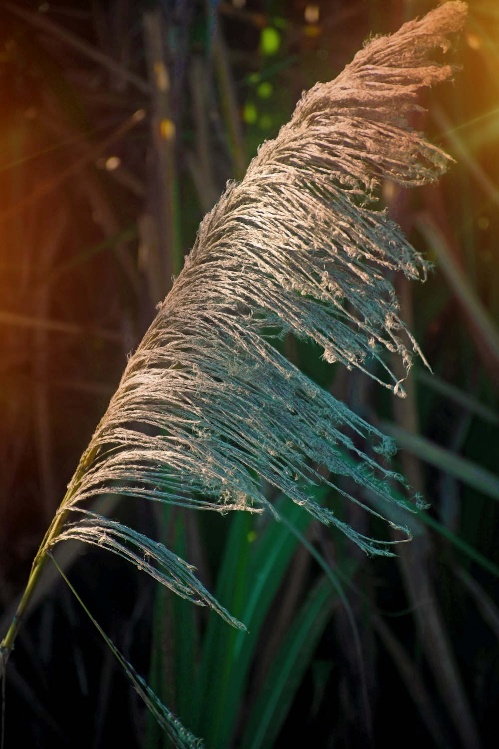 white and blue feather in close up photography