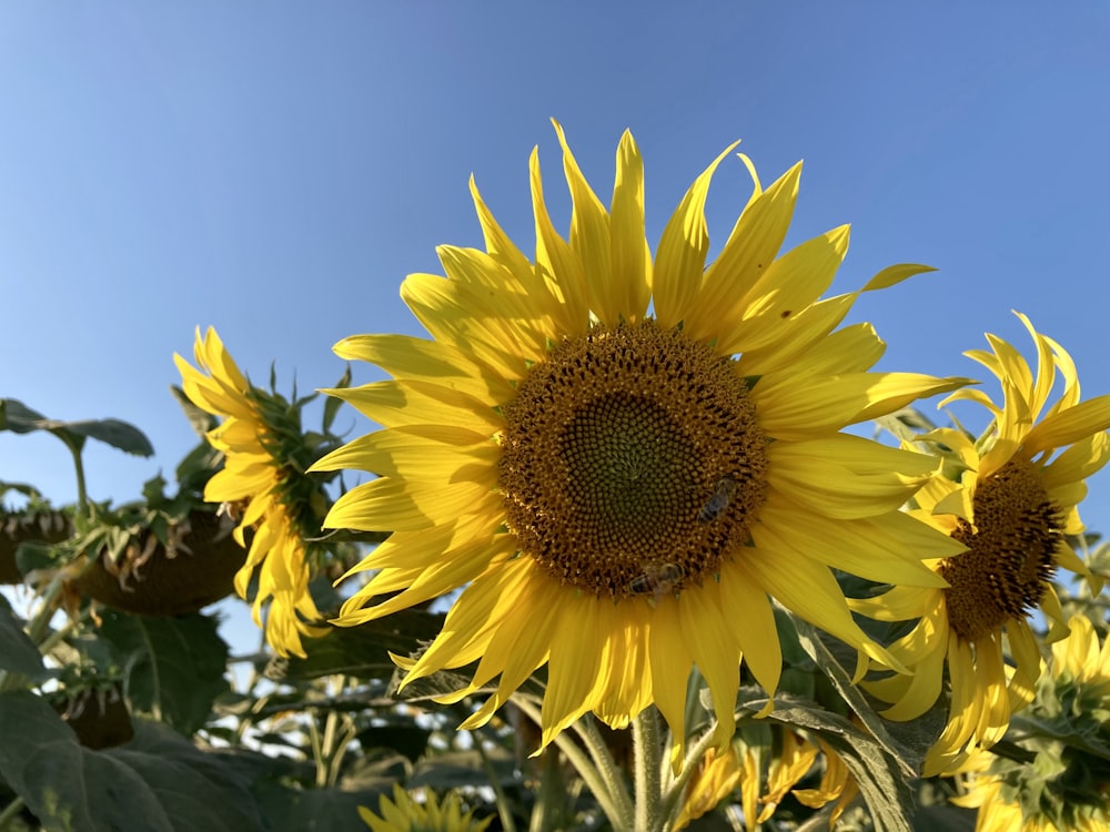 yellow sunflower in close up photography