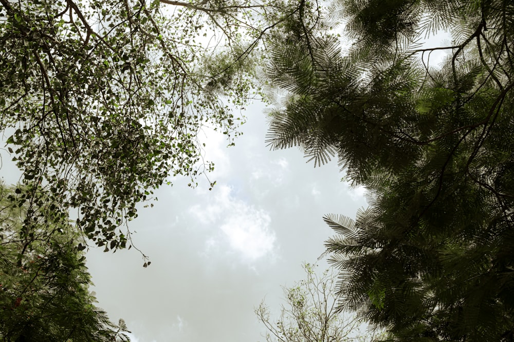 green trees under white clouds during daytime