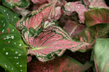 A collection of lush, vibrant leaves displaying intricate patterns of pink and green hues. The leaves are broad with defined veins and some speckled spots, surrounded by a natural garden setting.