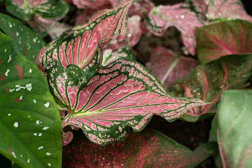 A collection of lush, vibrant leaves displaying intricate patterns of pink and green hues. The leaves are broad with defined veins and some speckled spots, surrounded by a natural garden setting.