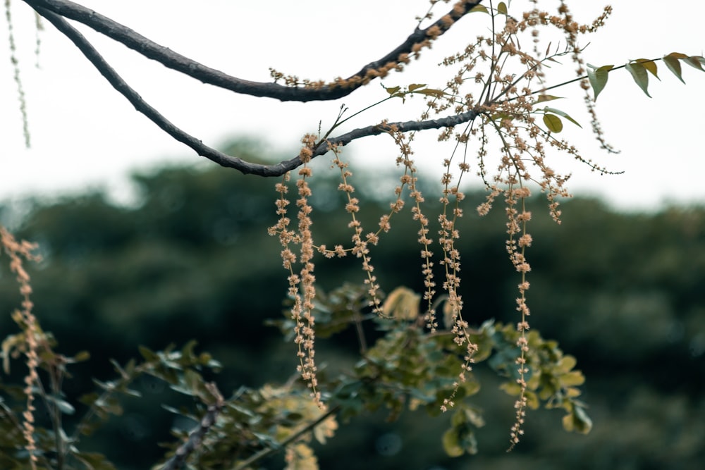 brown tree branch with brown string lights