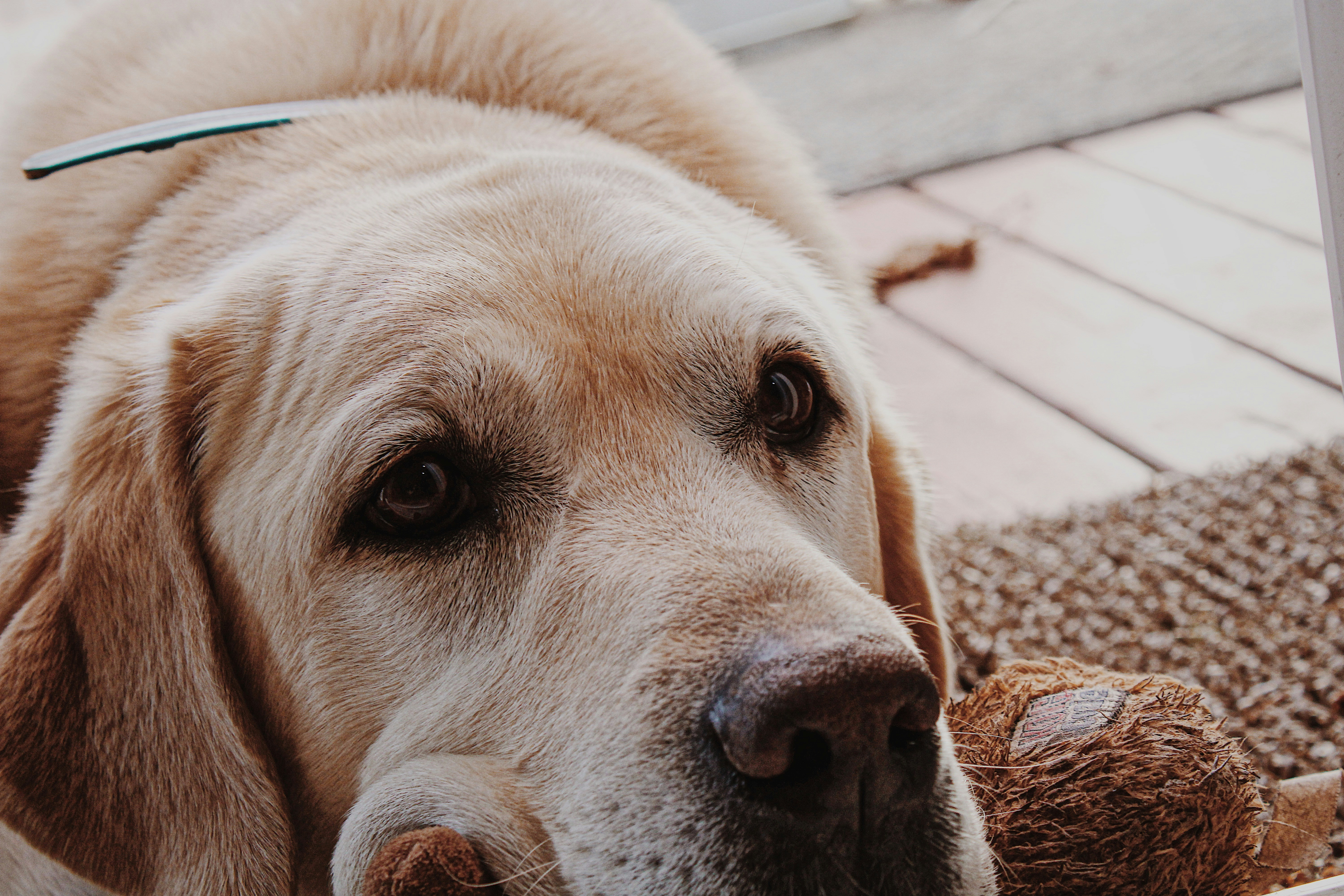 Close-up of a joyful golden retriever playing with a durable chew toy.