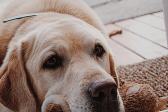 Close-up of a joyful golden retriever playing with a durable chew toy.