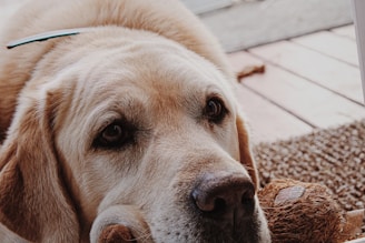 Close-up of a plush golden retriever dog holding pencils inside its zipper pouch.