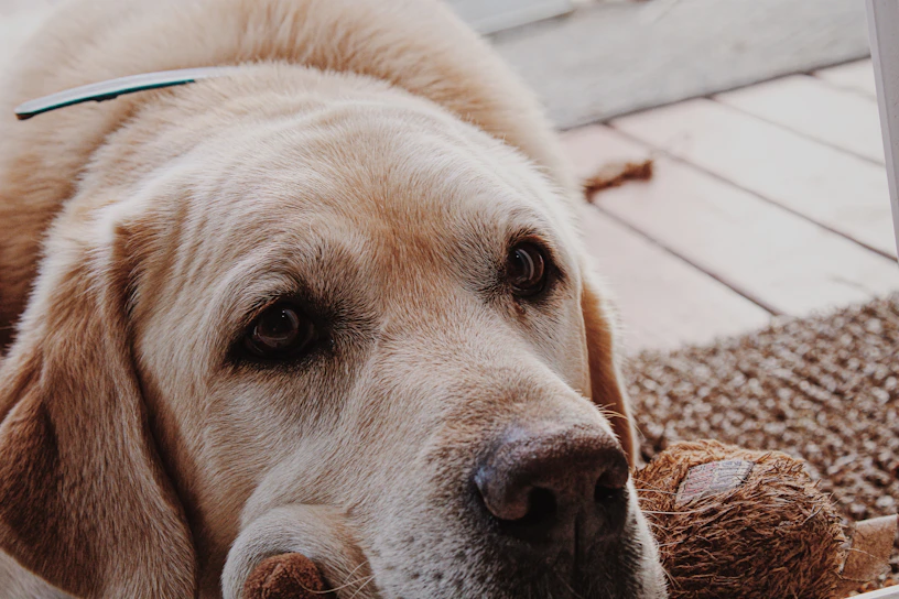 Close-up of a curious golden retriever looking at colorful dog toys scattered on a wooden floor.