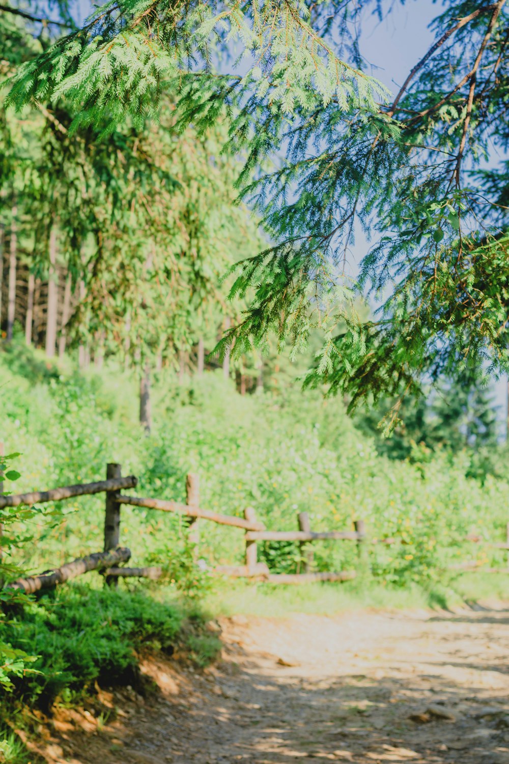 brown wooden fence near green trees during daytime