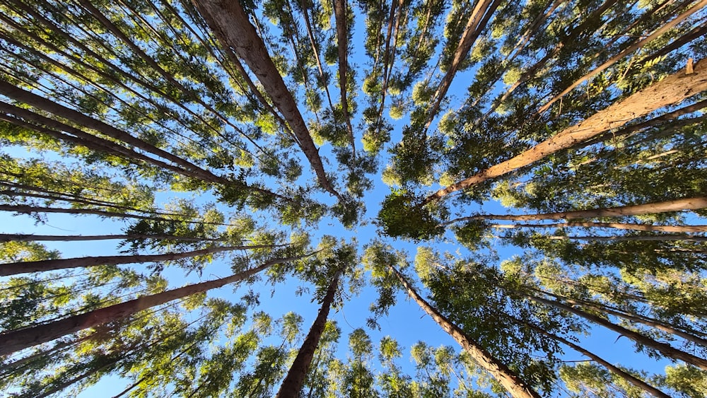 low angle photography of green and brown trees under blue sky during daytime