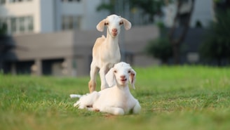white short coated dog on green grass during daytime