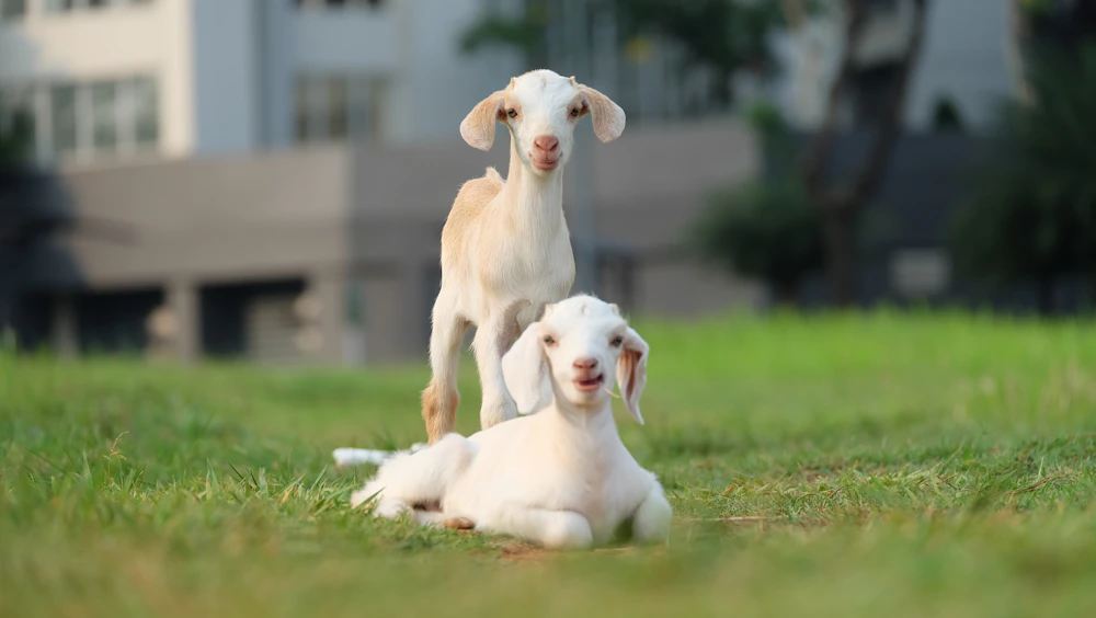 Adorable baby goat standing on green pasture, perfect for goat farming beginners