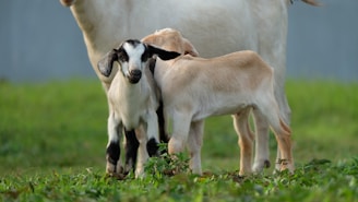 white and black goat on green grass during daytime