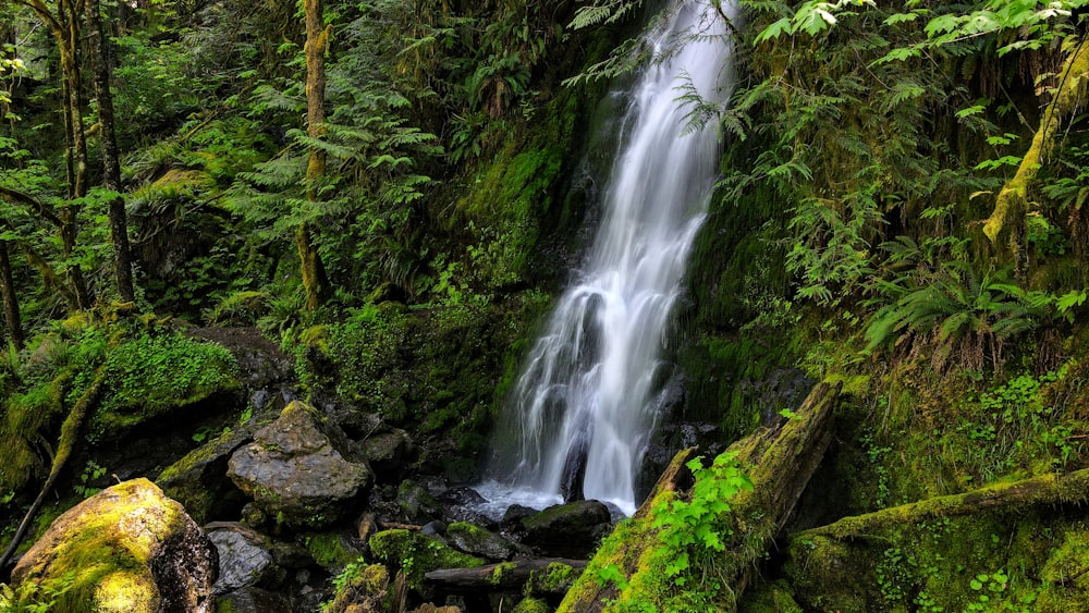 water falls in the middle of the forest