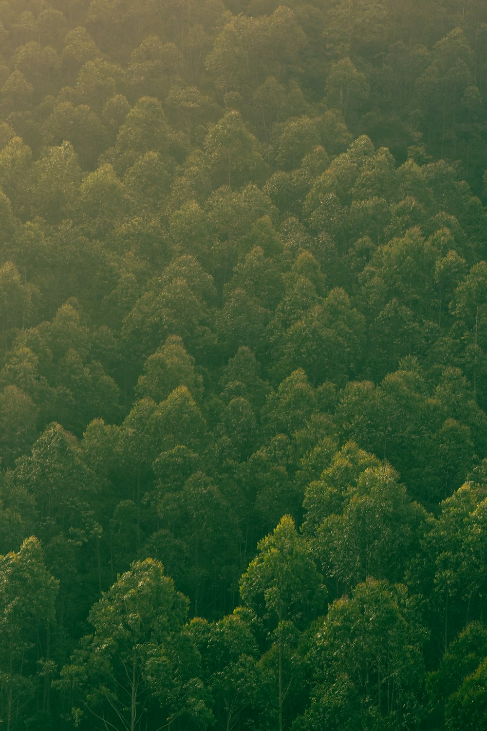 green trees on mountain during daytime