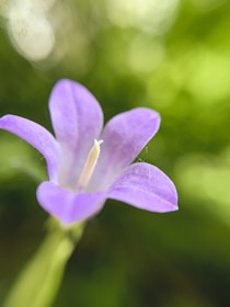 purple flower in tilt shift lens