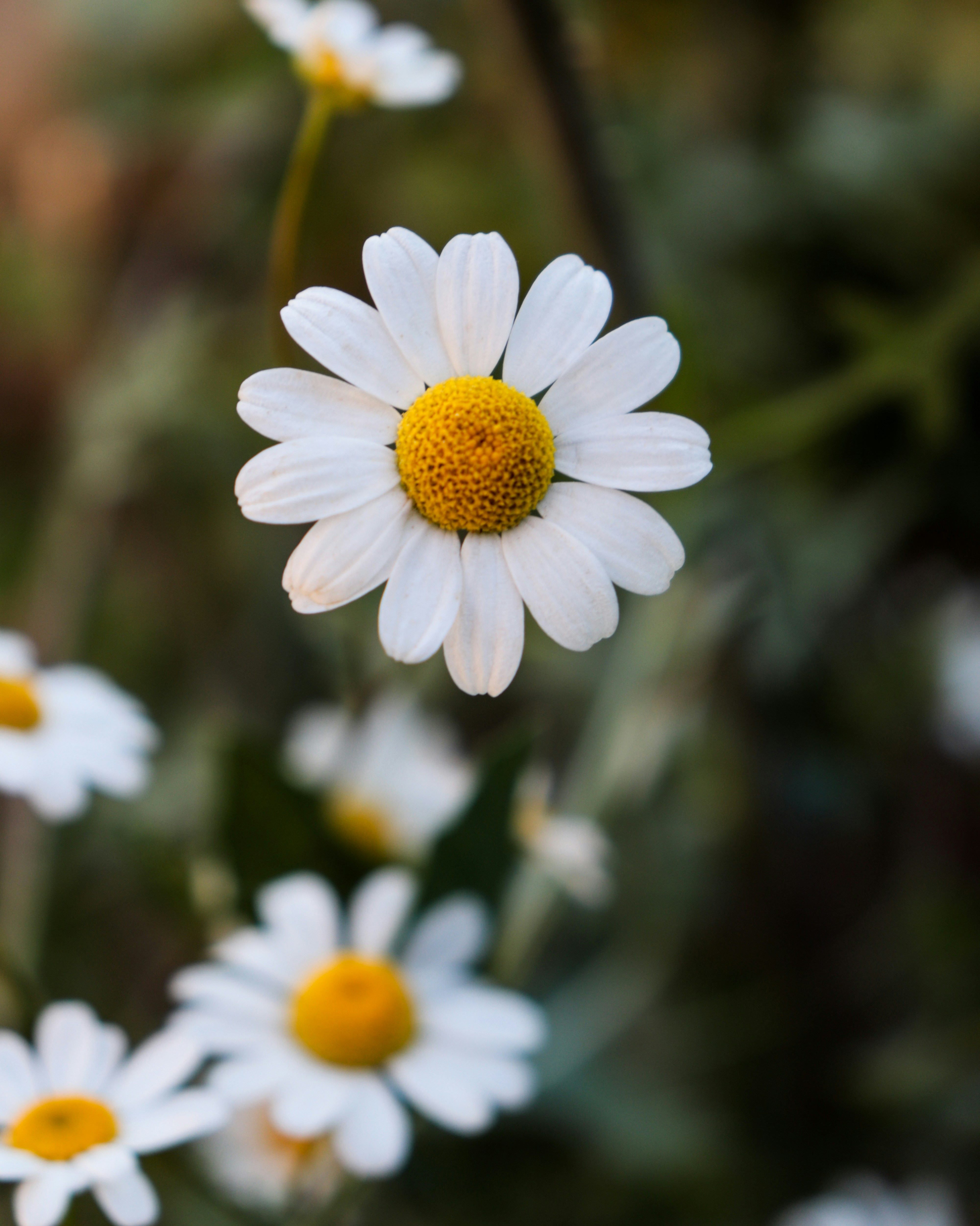 white daisy in bloom during daytime