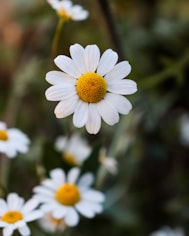 white daisy in bloom during daytime