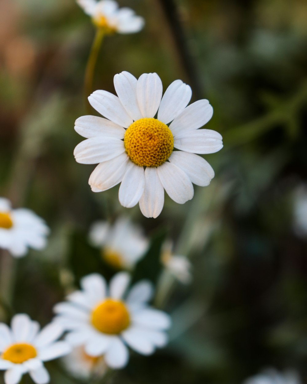 Margarita blanca en flor durante el día