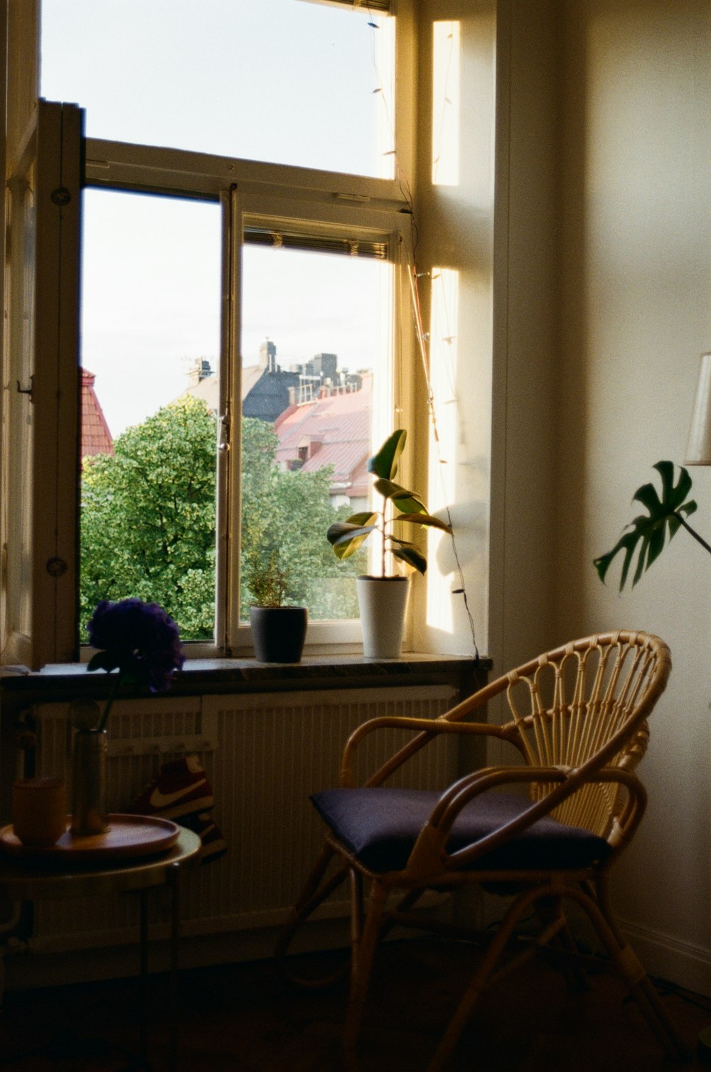 green potted plant on brown wooden table