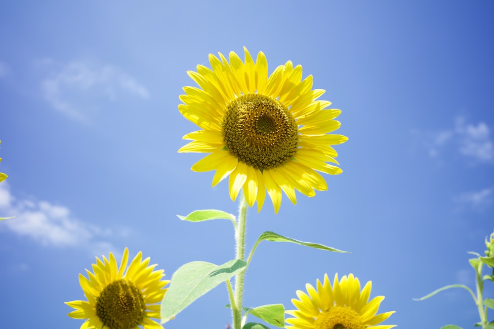 yellow sunflower under blue sky during daytime