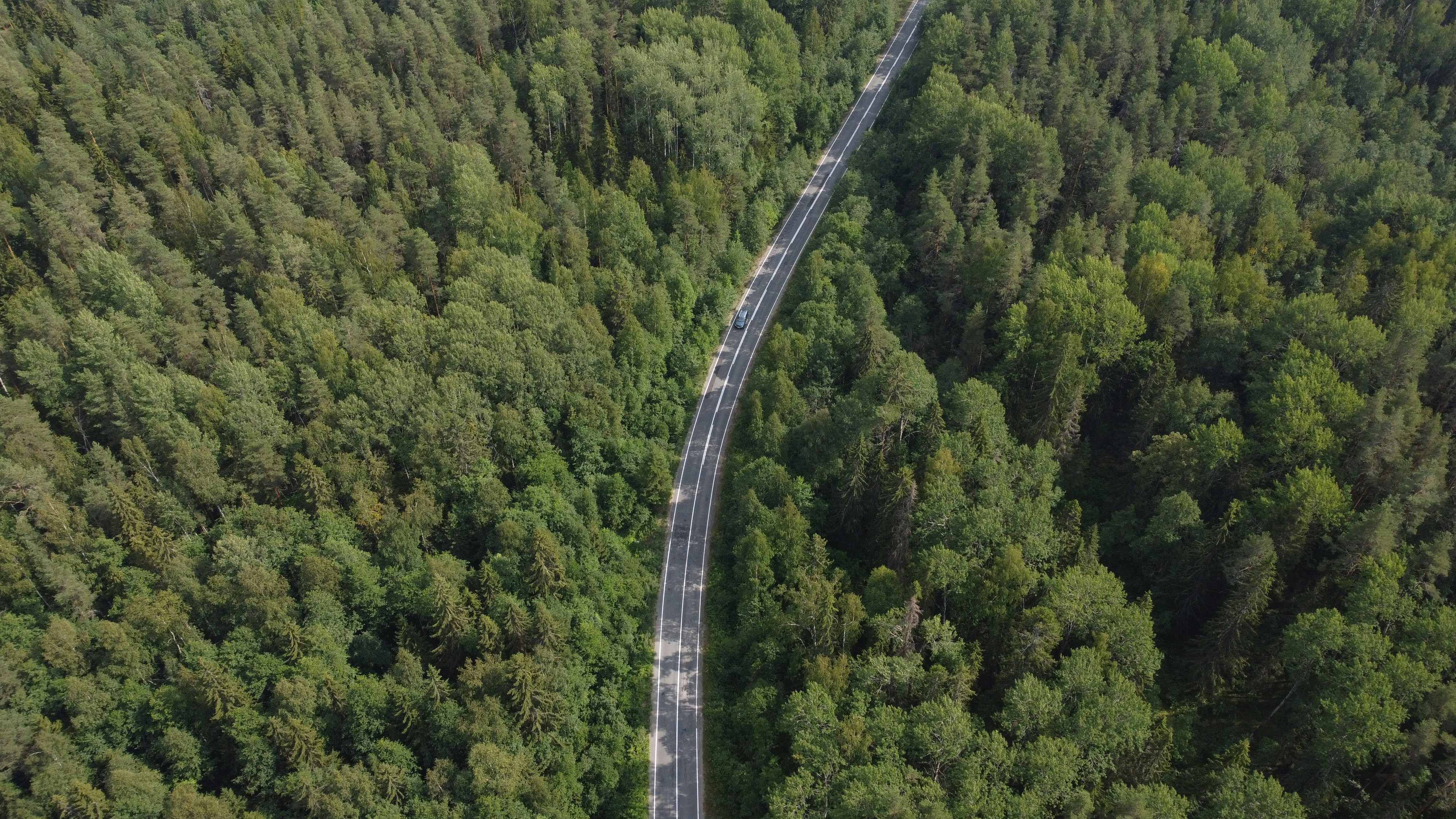 gray concrete bridge in the middle of green trees