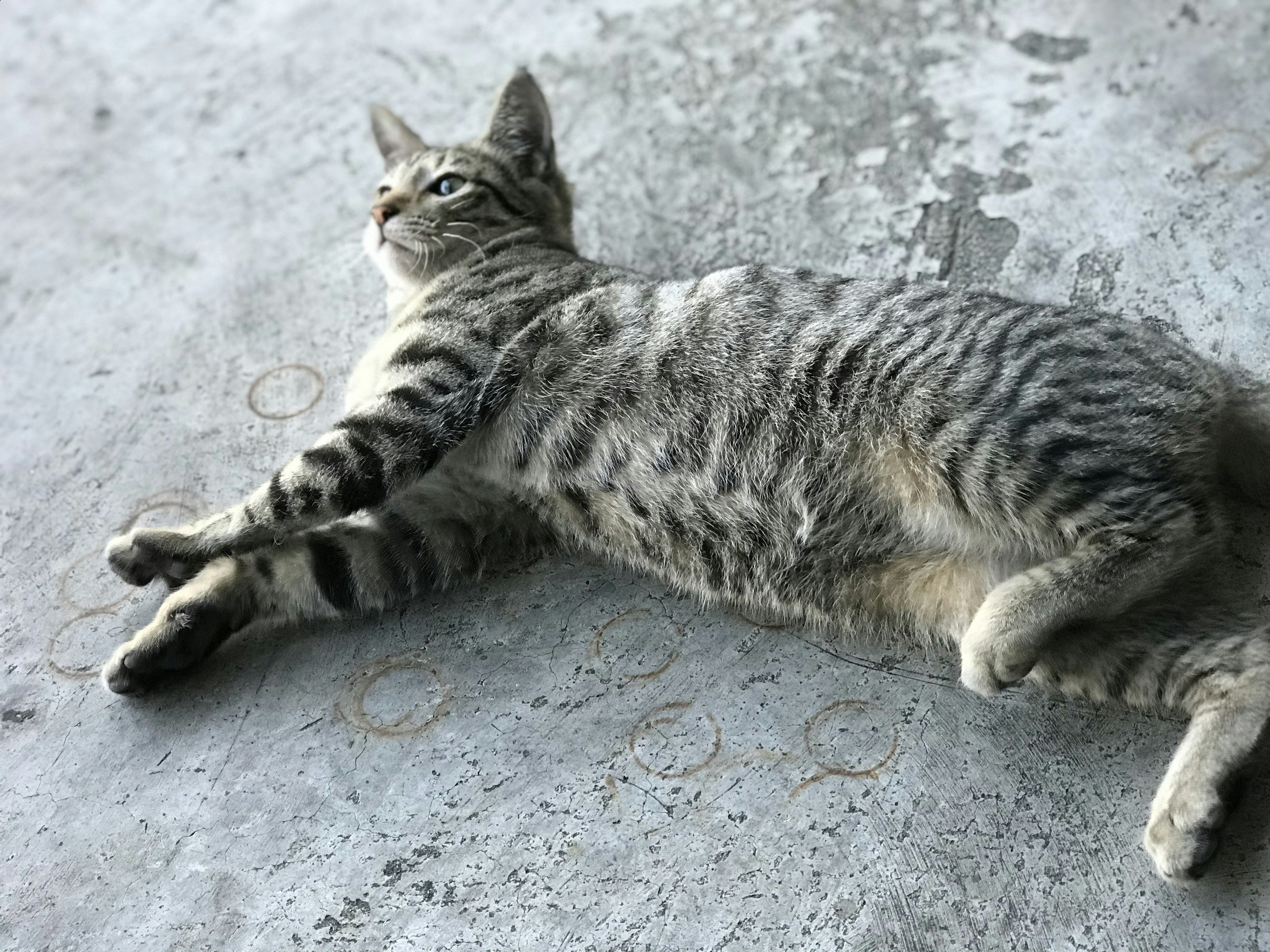 Silver tabby cat lying on gray concrete floor photo – Free Mwss ...
