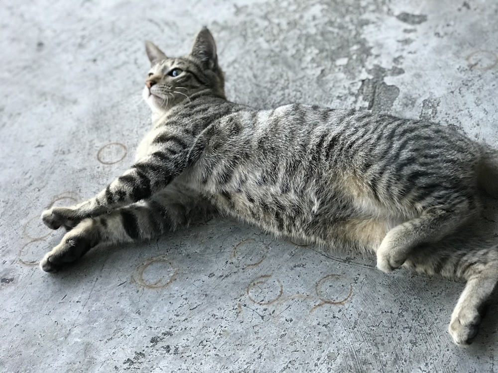 silver tabby cat lying on gray concrete floor