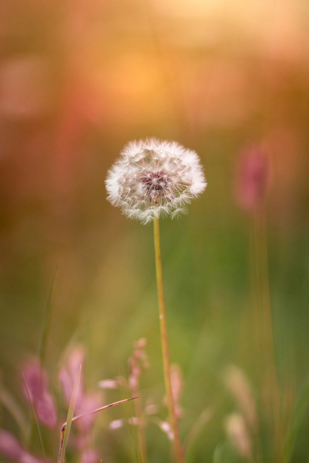 white dandelion in close up photography