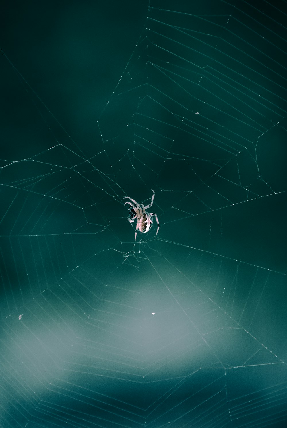 brown spider on spider web in close up photography
