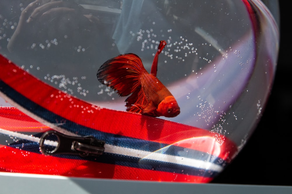 red and black fish in water