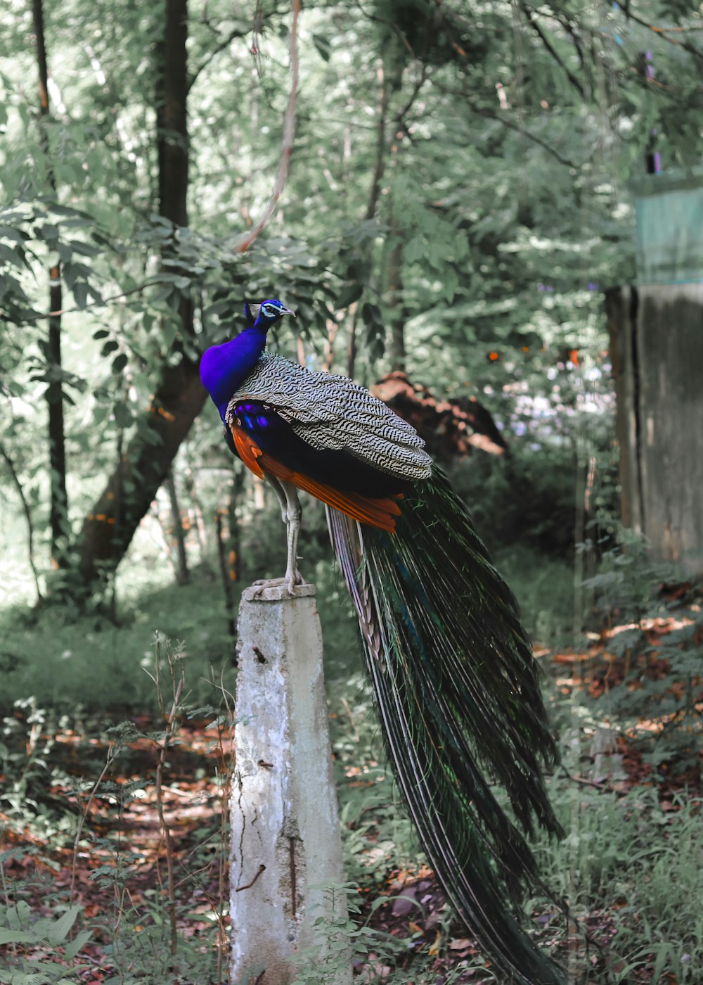 peacock on wooden fence during daytime