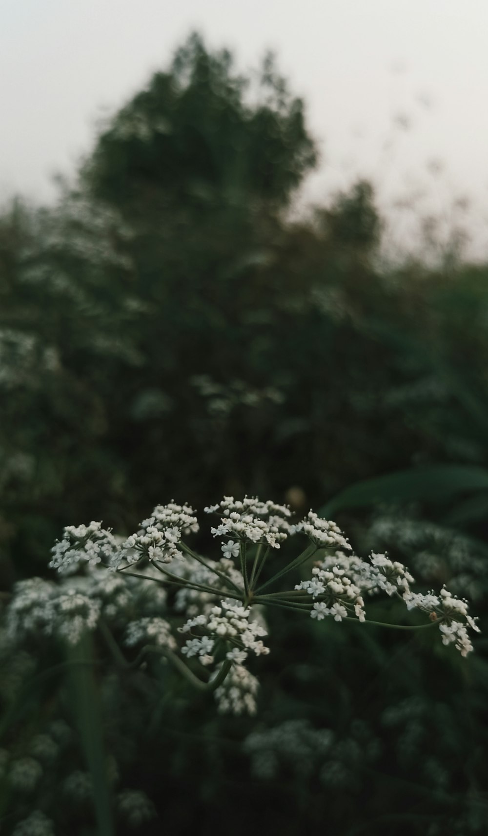 green plant in tilt shift lens