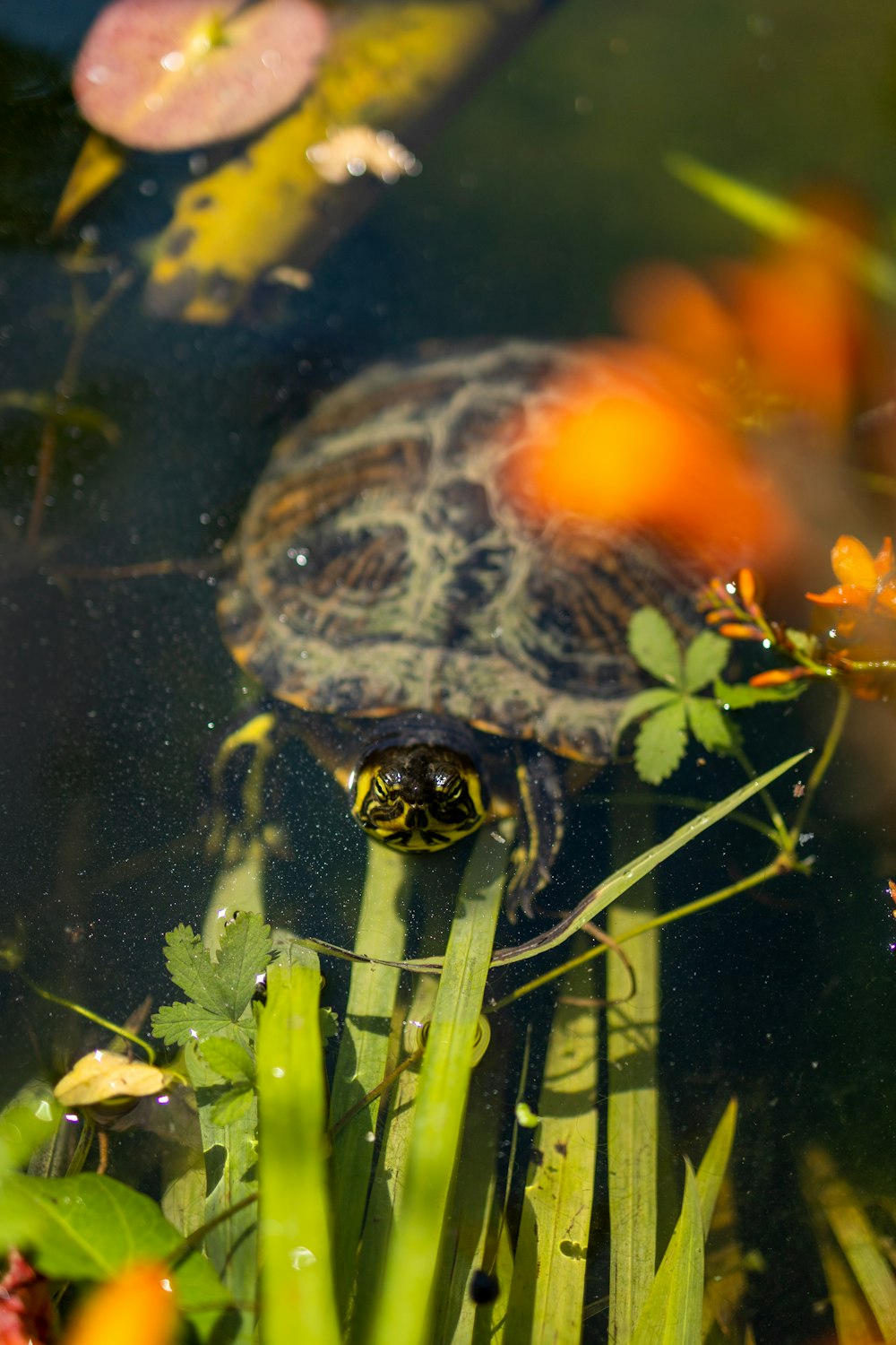 black and brown turtle in water