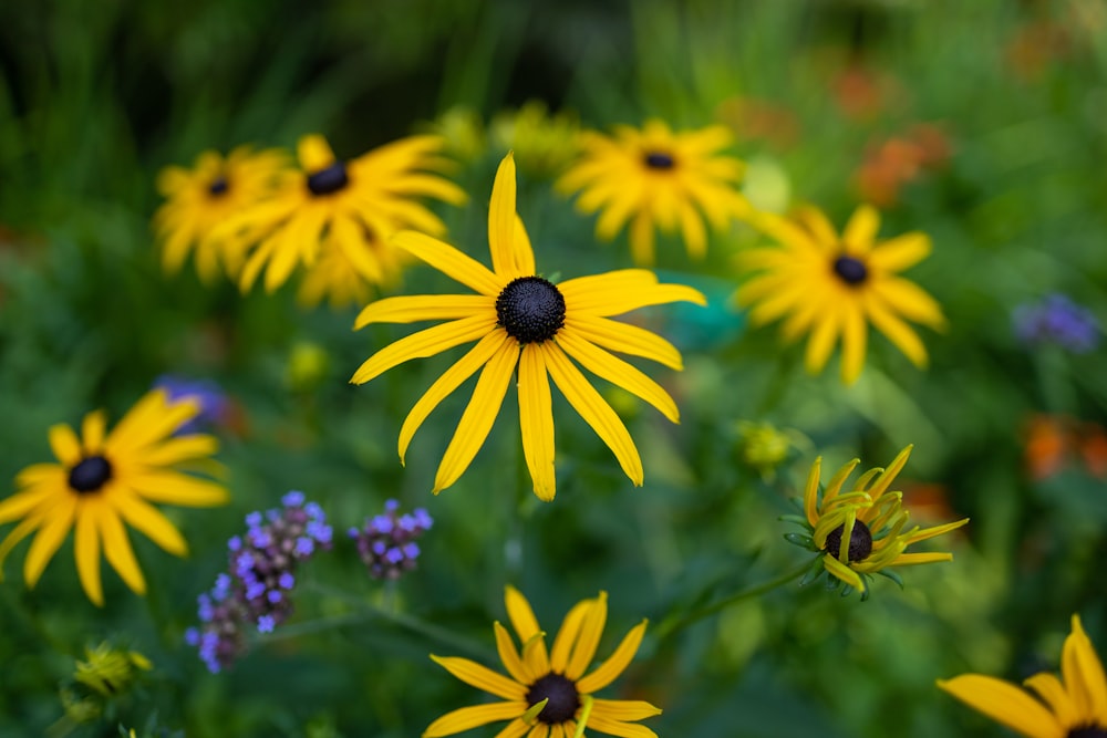 yellow and purple flower in tilt shift lens