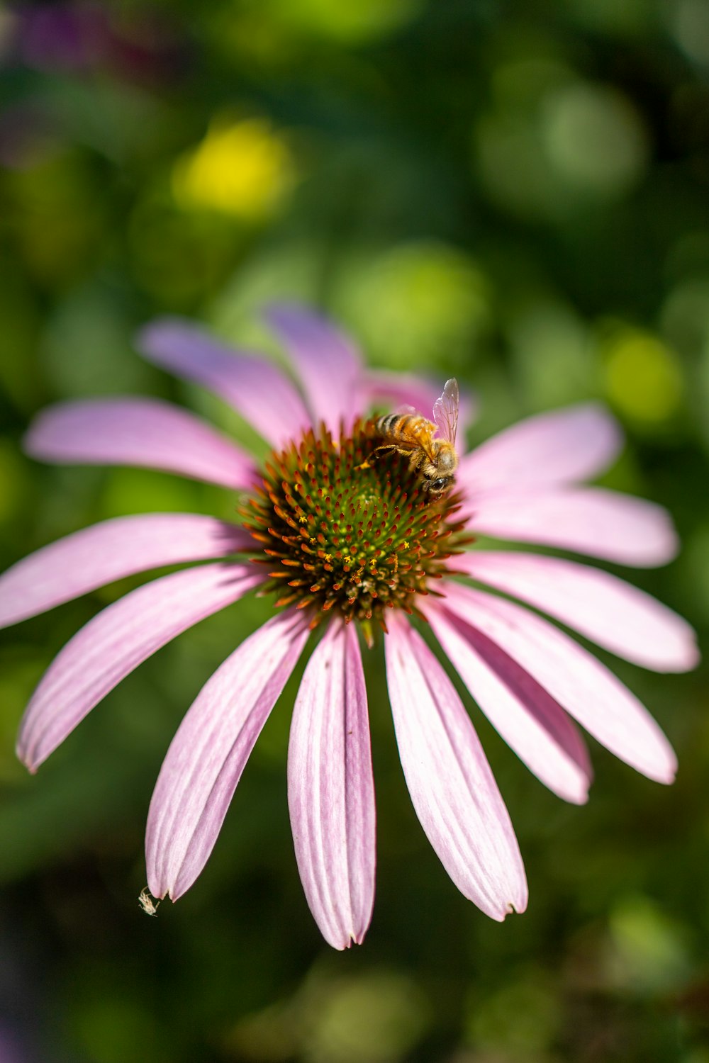 purple and white flower in tilt shift lens