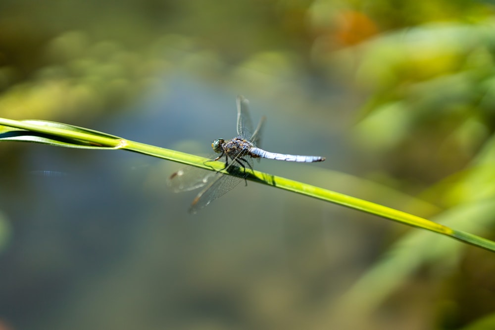 white and black dragonfly perched on green leaf in close up photography during daytime