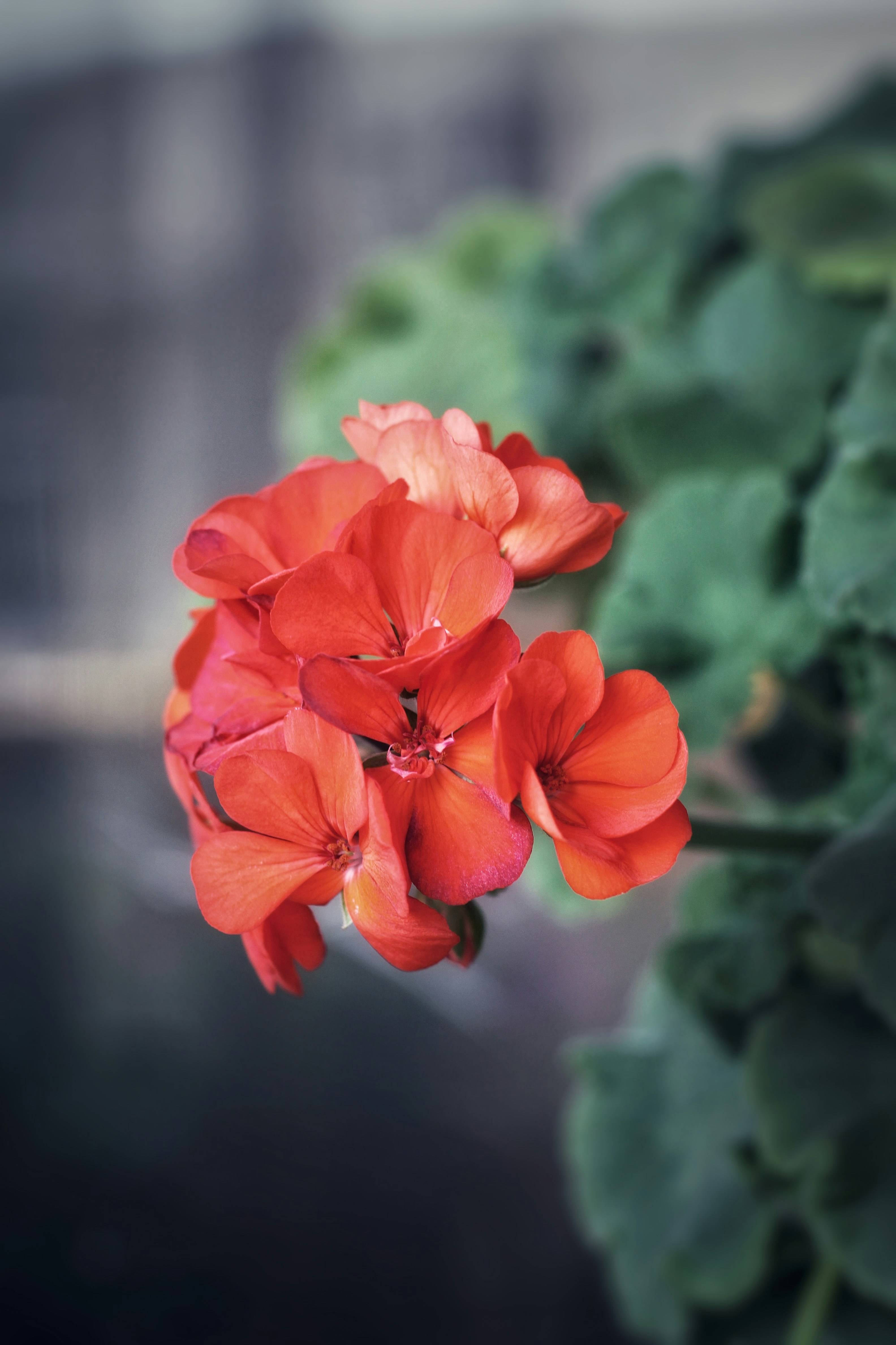 Photo by lilianflower