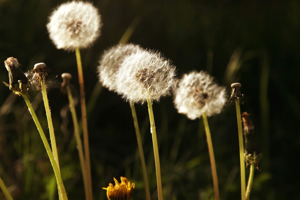 white dandelion in close up photography