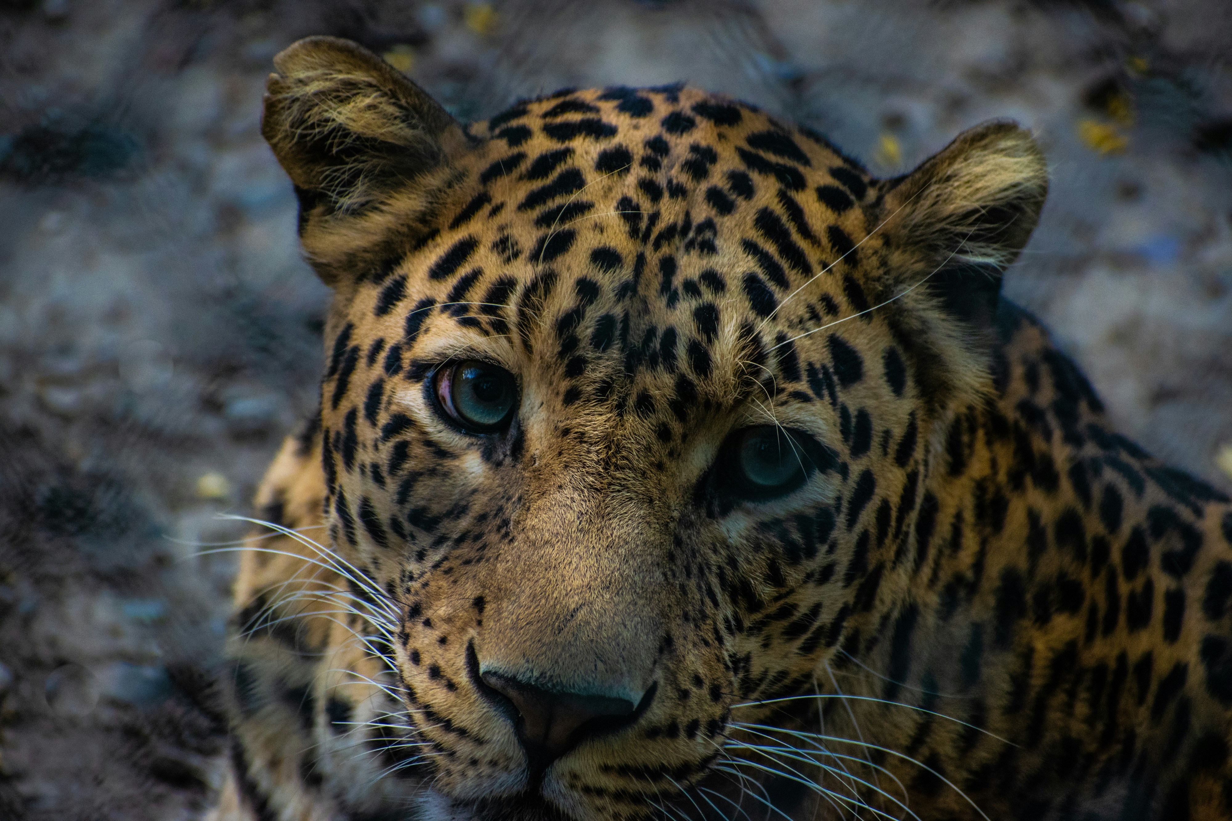 Photo by priyanka_peswani