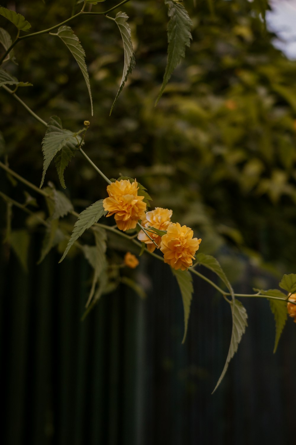 yellow flower in tilt shift lens