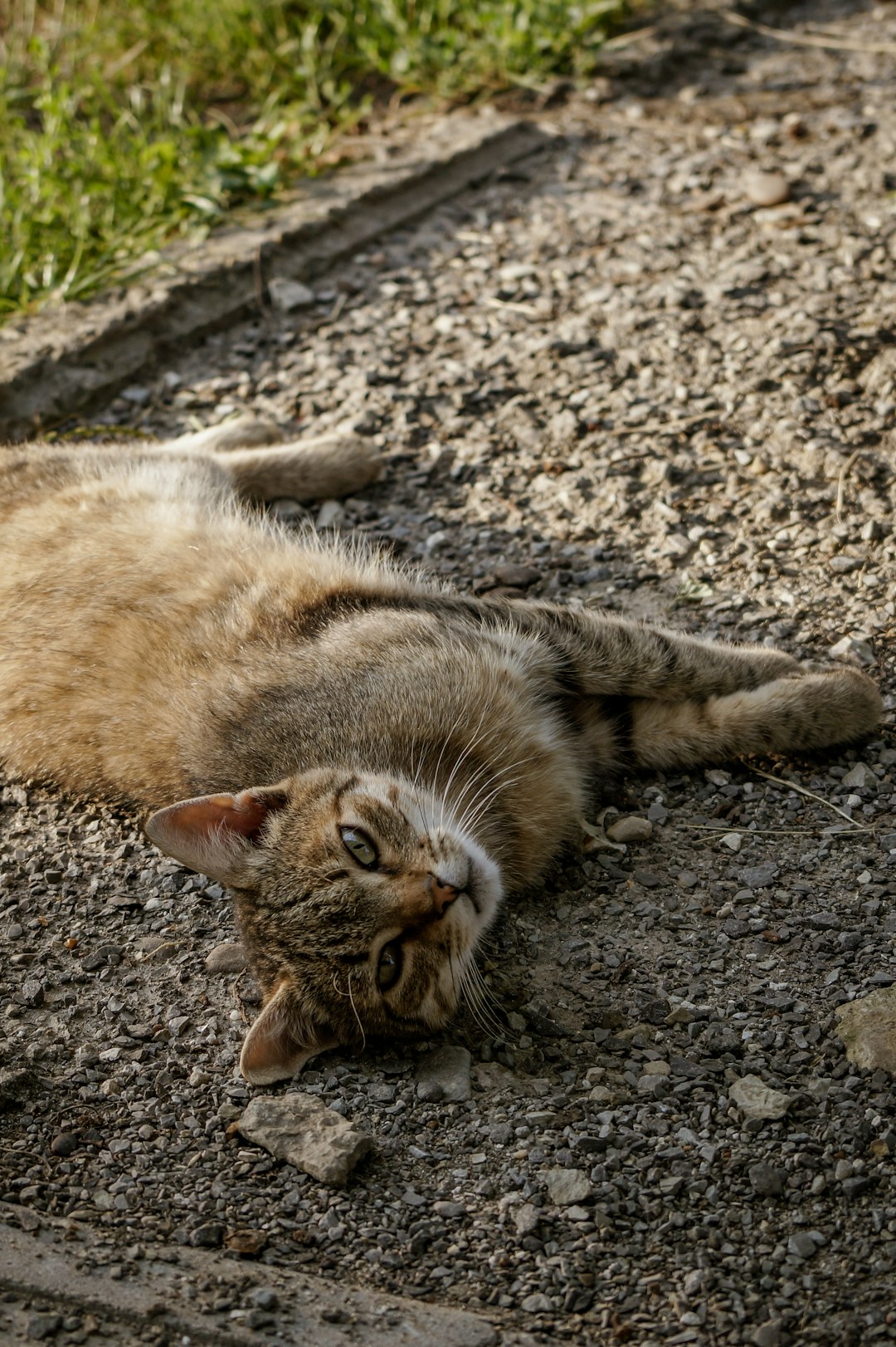 brown tabby cat lying on ground during daytime