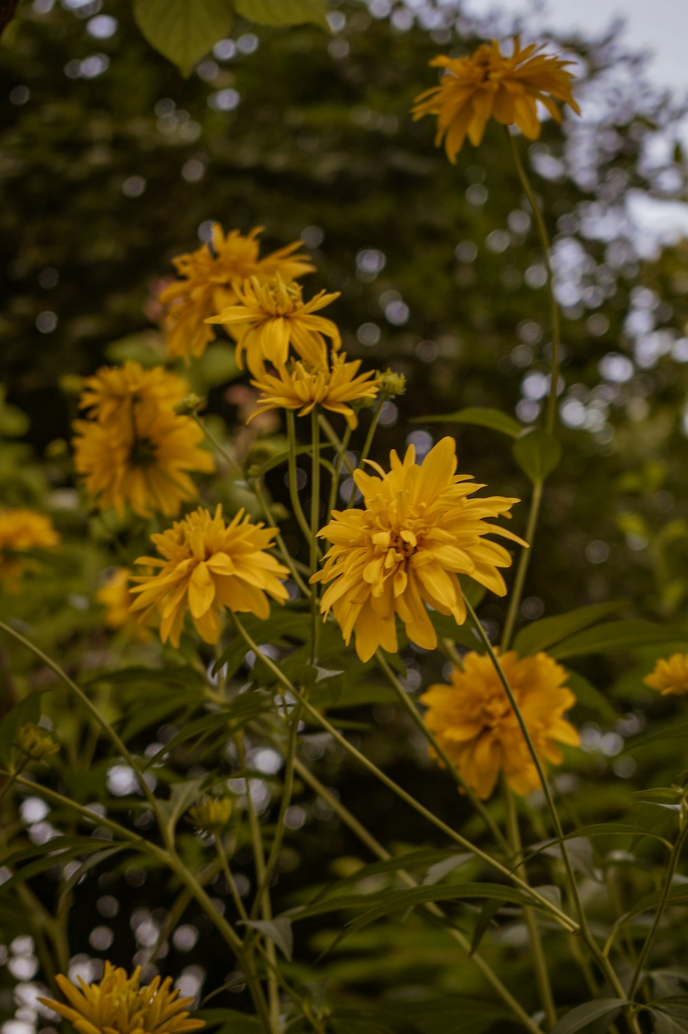 yellow flowers in tilt shift lens