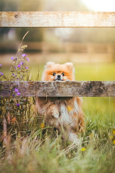 Pomeranian photo 3