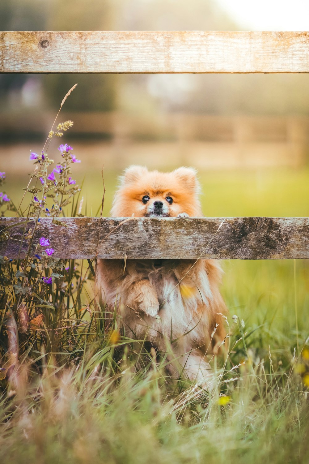 Cachorro de pomerania marrón en el campo de flores púrpuras durante el día