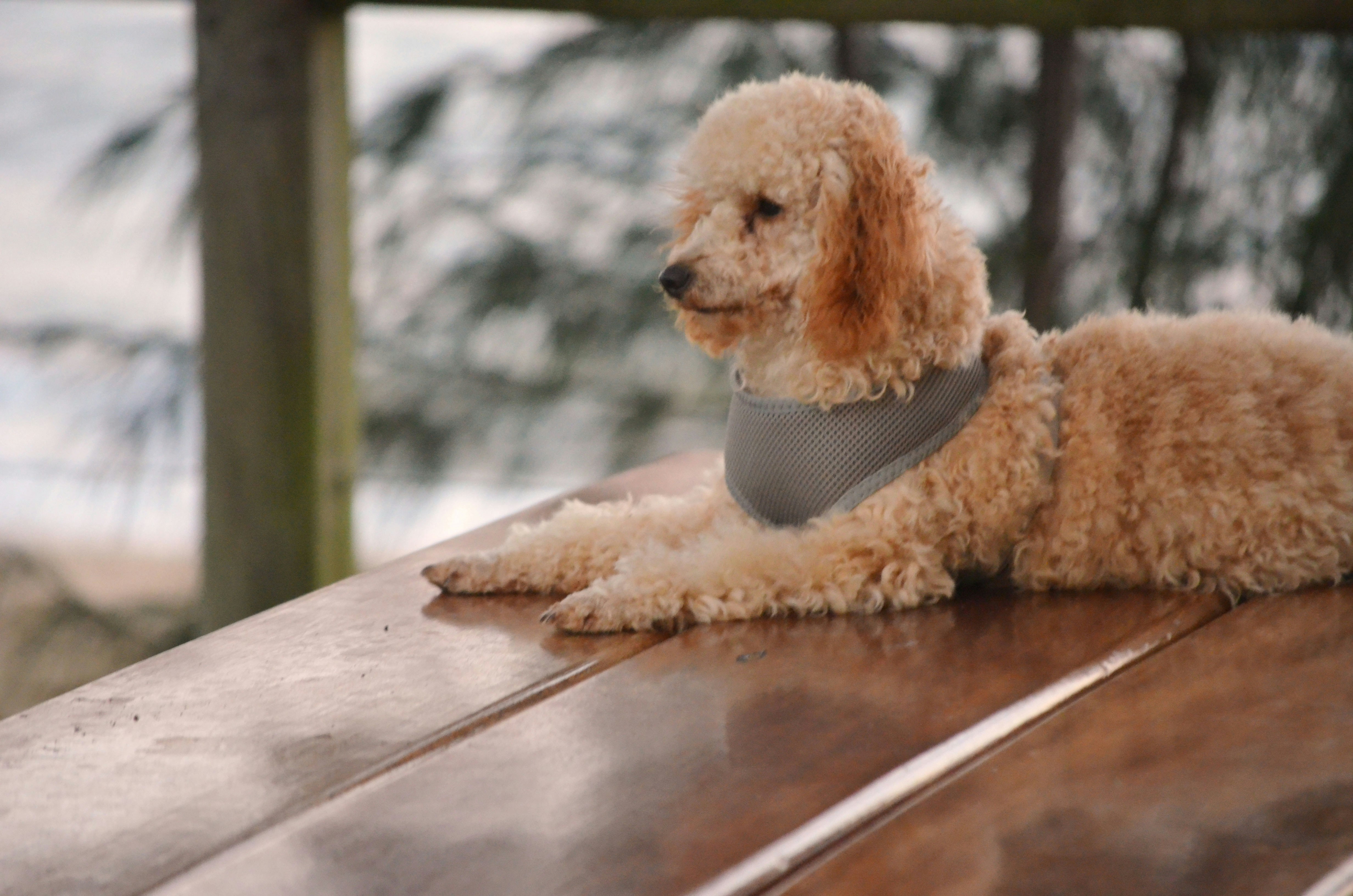 Poodle Separation Anxiety Can Poodles Be Left Alone?