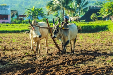 white cow on brown soil during daytime