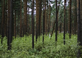 Tall pine trees with straight trunks are densely packed in a lush forest. The forest floor is covered in vibrant green undergrowth, creating a rich carpet of foliage beneath the towering trees.