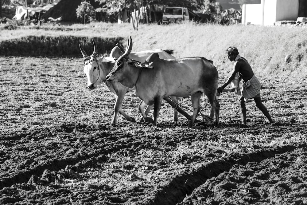 Foto en escala de grises de 2 vacas en el campo