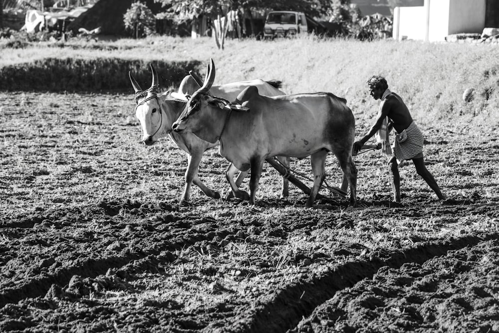 Photo en niveaux de gris de 2 vaches sur le terrain