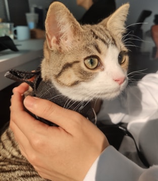 A tabby cat with distinct facial markings and white fur on its chest is being gently held by a person's hand. The cat has green eyes and is wearing a black harness. The background is minimally focused, with a hint of various objects and a person present.
